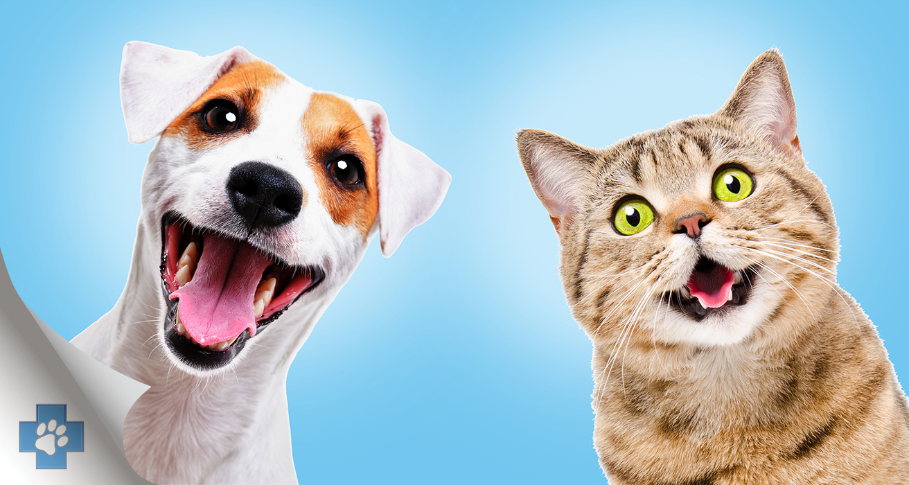 Pet Dental Health