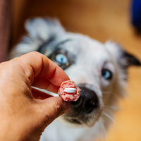 worming tablets for dogs